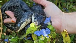 snake