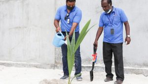 މިއަދުގެ ހަރަކާތުގައި ސްޓެލްކޯގެ މެނޭޖިންގ ޑިރެކްޓަރު ހަސަން މުޣުނީ ރުކެއް އިންދަވަނީ -ފޮޓޯ: ސްޓެލްކޯ