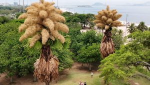 talipot palms brazil