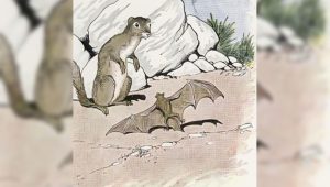 the bat and the weasels - aesop fable