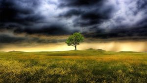 tree