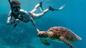 turtles