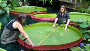 victoria amazonica
