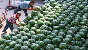 watermellon