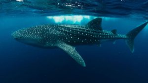 whaleshark