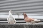 white albino rock pigeon and brown rock pigeon shutterstock photograph