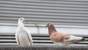 white albino rock pigeon and brown rock pigeon shutterstock photograph