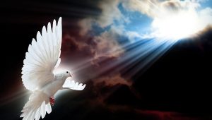 white-dove-