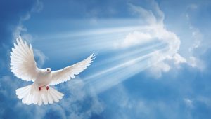 white_dove
