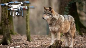 wolf drone india