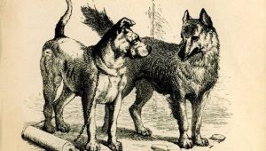 wolf