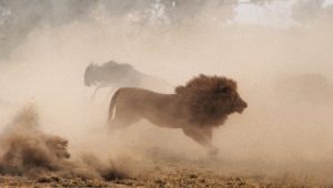 yab_lion